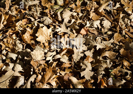 Close up texture di sfondo marrone caduto foglie di quercia sul terreno in autunno Foto Stock