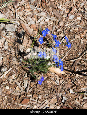 Delicati fiori blu di fiori selvaggi leschenaultia biloba in primavera nei suoli ghiaiosi in Crooked Brook Parco Nazionale vicino Dardanup Western Australia . Foto Stock