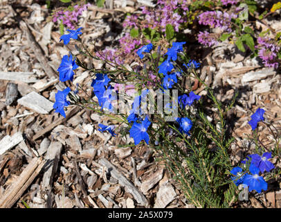 Delicati fiori blu di fiori selvaggi leschenaultia biloba in primavera nei suoli ghiaiosi in Crooked Brook Parco Nazionale vicino Dardanup Western Australia . Foto Stock