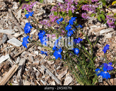 Delicati fiori blu di fiori selvaggi leschenaultia biloba in primavera nei suoli ghiaiosi in Crooked Brook Parco Nazionale vicino Dardanup Western Australia . Foto Stock