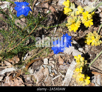 Delicati fiori blu di fiori selvaggi leschenaultia biloba in primavera nei suoli ghiaiosi in Crooked Brook Parco Nazionale vicino Dardanup Western Australia . Foto Stock