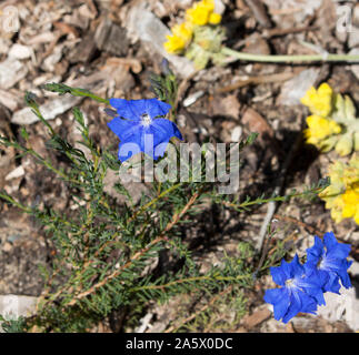 Delicati fiori blu di fiori selvaggi leschenaultia biloba in primavera nei suoli ghiaiosi in Crooked Brook Parco Nazionale vicino Dardanup Western Australia . Foto Stock