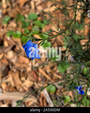 Delicati fiori blu di fiori selvaggi leschenaultia biloba in primavera nei suoli ghiaiosi in Crooked Brook Parco Nazionale vicino Dardanup Western Australia . Foto Stock