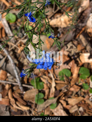 Delicati fiori blu di fiori selvaggi leschenaultia biloba in primavera nei suoli ghiaiosi in Crooked Brook Parco Nazionale vicino Dardanup Western Australia . Foto Stock
