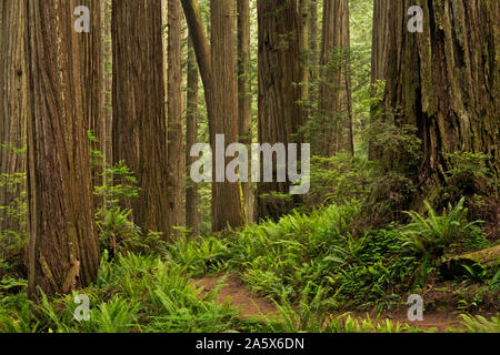 CA03763-00...CALIFORNIA - Il Boy Scout sentiero albero di avvolgimento attraverso una foresta di Redwood in Jedediah Smith Redwoods State Park; parte di Redwoods nazionale a Foto Stock