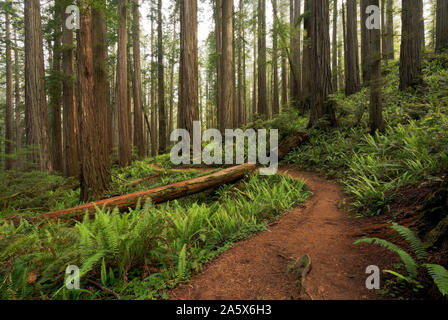 CA03765-00...CALIFORNIA - Il Boy Scout sentiero albero di avvolgimento attraverso una foresta di Redwood in Jedediah Smith Redwoods State Park; parte di Redwoods nazionale a Foto Stock