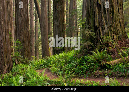 CA03766-00...CALIFORNIA - Il Boy Scout sentiero albero di avvolgimento attraverso una foresta di Redwood in Jedediah Smith Redwoods State Park; parte di Redwoods nazionale a Foto Stock