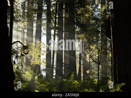 CA03767-00...CALIFORNIA - rottura di luce solare attraverso uno strato di nebbia nella Foresta di Redwood lungo il Boy Scout sentiero in Jedediah Smith Redwoods SP. Foto Stock