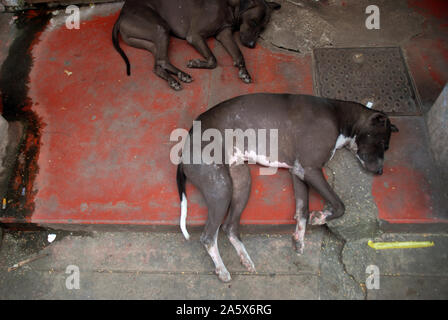 Due cani randagi che dorme sul marciapiede, Yangon, Myanmar, Asia. Foto Stock