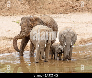 Un elefante africano famiglia bere in un fiume nel sud della savana africana Foto Stock