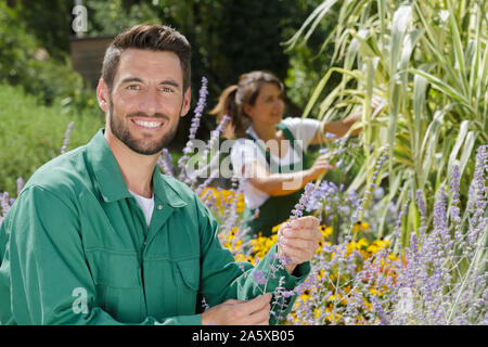 Uomo al di fuori di giardinaggio in estate natura rose di taglio Foto Stock