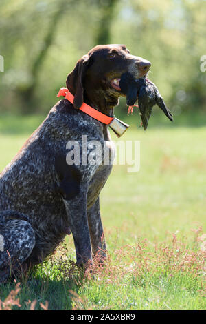 Cane a caccia di uccelli nel parco Foto Stock