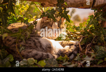 Il gatto si trova su ivy germogli sotto una staccionata in legno, illuminata dai raggi del sole. Foto Stock