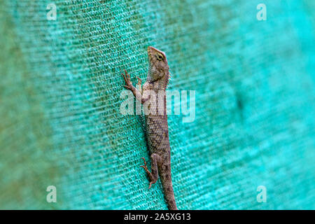 Giardino Lizard. Garden Lizard. Oriental Garden lucertole sono drago lizard trovato ampiamente nei paesi asiatici. Foto Stock