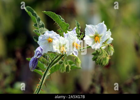 Litchi o di pomodoro Solanum sisymbriifolium o Vila-vila o appiccicoso nightshade o bufalo rosso-bur o Fire-e-impianto di ghiaccio o Morelle de Balbis impianto Foto Stock