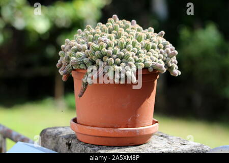 Molto densamente piantati piccole piante di Cactus in plastica vaso di fiori sulla recinzione in pietra in pole davanti a casa di famiglia sul caldo giorno d'estate e di sole Foto Stock