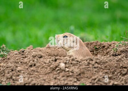 Nero-tailed Prairie Dog (Cynomys ludovicianus) animali den, Francia Foto Stock