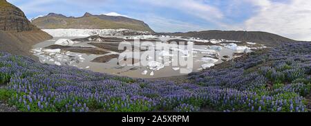 Floating blocchi di ghiaccio in parte colorato di nero da ceneri nella laguna del ghiacciaio Svinafelljokull, circondato dai lupini blu (Lupinus Foto Stock