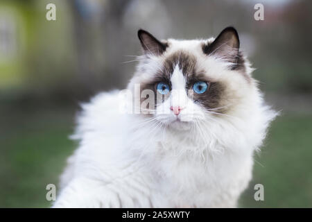 Ritratto di un giovane gatto Ragdoll all'aperto, con sfondo verde. Il gatto ha gli occhi blu e lei è bicolore con marrone e bianco pelliccia. Foto Stock