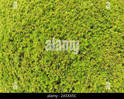 Siepe di pianta sempreverde con proprietà funzione di separazione. Popolari siepe lussureggianti di pianta sempreverde con funzione di separazione Foto Stock