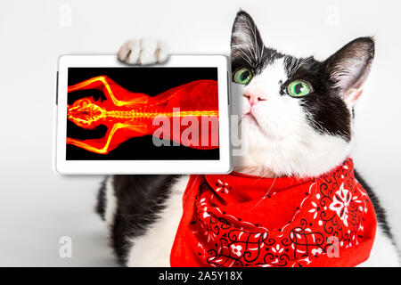 Bianco e nero gatto con gli occhi verdi, indossando una bandana rossa, mostrando la sua scansione tac in una compressa. Bianco di sfondo per studio. Oncologo diagnosi veterinaria Foto Stock