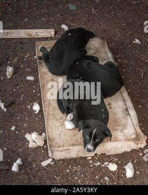 Nero cucciolo senza tetto di sinistra della lonely nella foresta in Montenegro. Foto Stock