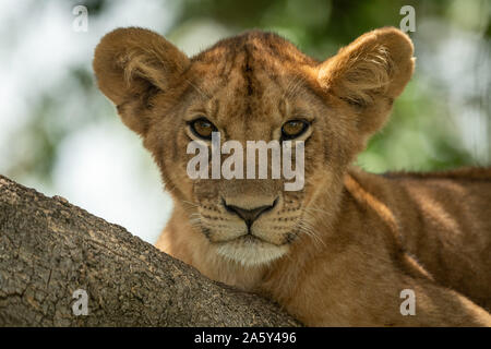 Close-up di LION CUB giacente su albero Foto Stock