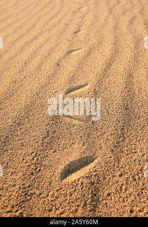 Un serpente via / tracce sulla dorata sabbia del deserto Foto Stock
