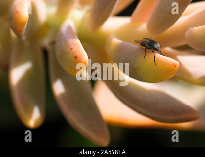 Wild Fly macro shot sulla pianta grassa,insetti fauna animale Foto Stock