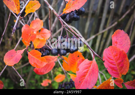 Aronia bush rami con foglie rosse in autunno foto macro con chokeberries. È coltivata come piante ornamentali e come prodotti alimentari. La sou Foto Stock