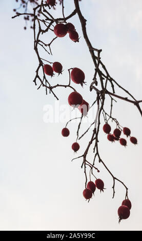Frutta rossa di Crataegus appeso su un ramo. Struttura di Crataegus comunemente chiamato come il biancospino, quickthorn, thornapple, maggio-tree, whitethorn o hawberry. Ver Foto Stock