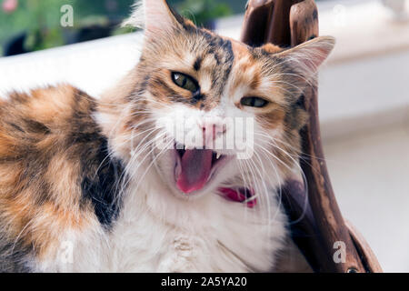 In prossimità di una bella gatta calico yawming e fissando la telecamera con un po' di spazio copia. Foto Stock