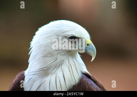 American aquila calva in Srilankan Dehiwala zoo Foto Stock