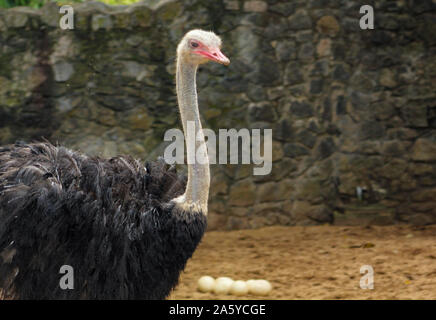 Struzzo Masai giovane cercando dopo le loro uova di struzzo.Grande maschio e femmina in struzzo Srilankan Zoo. Comune, struzzo Struthio camelus, grosso uccello feedi Foto Stock