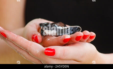 Baby tartarughe di mare la schiusa. Un giorno il vecchio le tartarughe di mare in Hikkaduwa nella Turtle farm.,Sri Lanka . Baby caretta tartaruga di mare Foto Stock