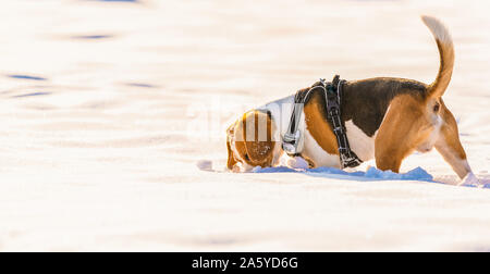 Cane beagle ritratto all'aperto a piedi nella neve Foto Stock