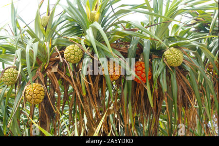 Non commestibili pandan tropicali Frutta o pandanus che cresce da palme in Sri Lanka. Pandan Tree. Albero di pandanus, Pandanus Palm, Citrifolia frutti. S Foto Stock