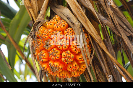 Non commestibili pandan tropicali Frutta o pandanus che cresce da palme in Sri Lanka. Pandan Tree. Albero di pandanus, Pandanus Palm, Citrifolia frutti. S Foto Stock