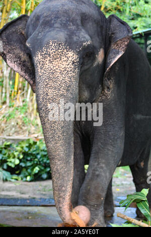 Close up ritratto di elefante in Sri Lanka Foto Stock