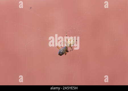 Araneus(giardino europeo spider) incarto spider la sua vittima (big fly) nel web Foto Stock