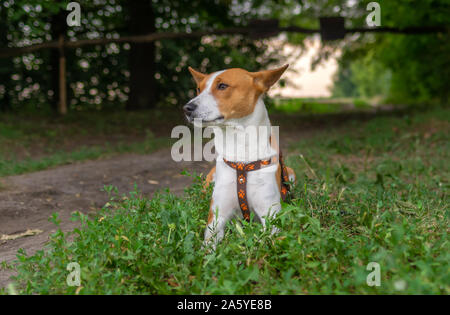 Outdoor Ritratto di giovane basenji cane giacente su erba fresca in strada in attesa di master nella stagione estiva Foto Stock