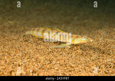 Sabbia maculato Diver Trichonotus setiger Filippine. Le aree sfocate di questa immagine sono il risultato di acqua fresca che percola attraverso la sabbia bott Foto Stock