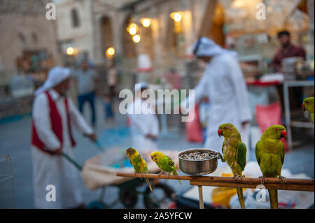 Il mercato degli uccelli all'interno Souk Waqif, un tradizionale mercato arabo posto nel centro di Doha la moderna città capitale del Qatar. Foto Stock