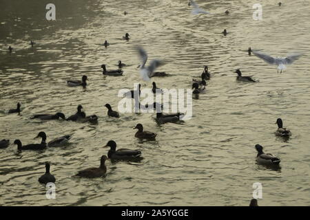 Nel tardo autunno a uno straordinario e bellissimo lago Foto Stock