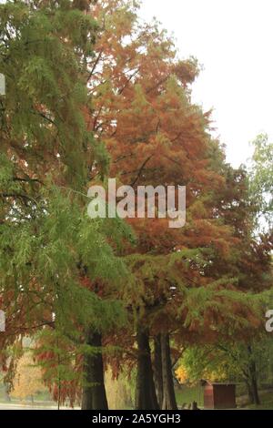 Nel tardo autunno a uno straordinario e bellissimo lago Foto Stock