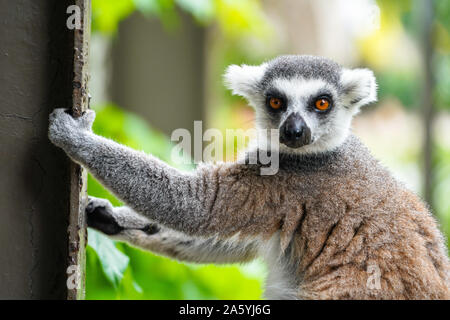 Anello lemure codato animale. Lemur catta arrampicarsi sulla recinzione in habitat Natura Foto Stock