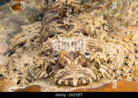 Una faccia a guardare un Pesce coccodrillo, Cymbacephalus beauforti, su una scogliera al largo dell'isola di Yap, Micronesia. Foto Stock