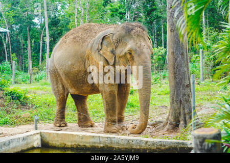 Un elefante in piedi da sola nel giardino zoologico in condizioni di luce diurna a Phu Quoc, Vietnam. Foto Stock