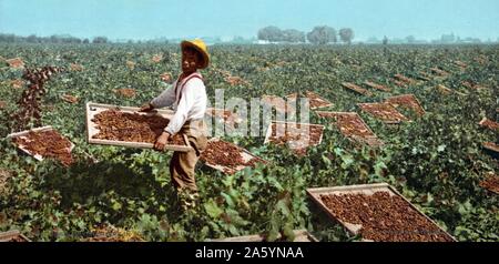 African American bambino operaio con uva passa stenditoi nella California del Sud 1901. Foto Stock