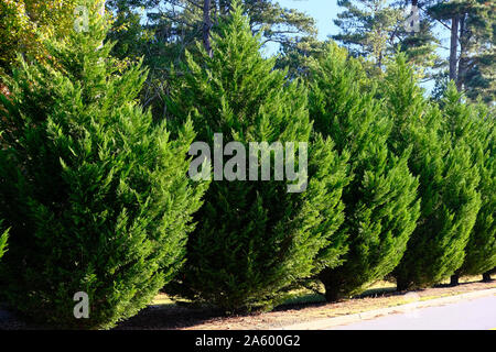 Leyland Cipressi in fila lungo la strada come hedge Foto Stock